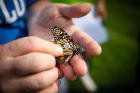 The stickers are then recovered from the butterflies when they arrive at their overwintering grounds in central Mexico, or later on the next spring from butterflies that make it back to the United States.