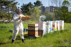 David Hoekstra, clinical assistant professor of biological sciences, checks on the bee hives near Crofts Hall.