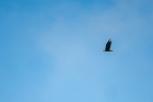 A bald eagle (Haliaeetus leucocephalus) flew overhead during the EarthEd Institute’s visit to Penn Dixie.