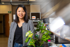 Pinpointing the genes that plants use to produce medicinal compounds could enable scientists to explore faster, more efficient methods of manufacturing these substances, Wang says. This could include genetically engineering microbes to synthesize the drugs.