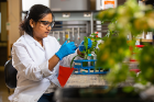 After injecting a stress-inducing substance into a foxglove plant, Raghavan will analyze leaves to see whether the plant produced more cardenolides than usual under stress. 