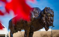 Bronze buffalo in fall. 