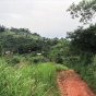 Image of African jungle landscape. 